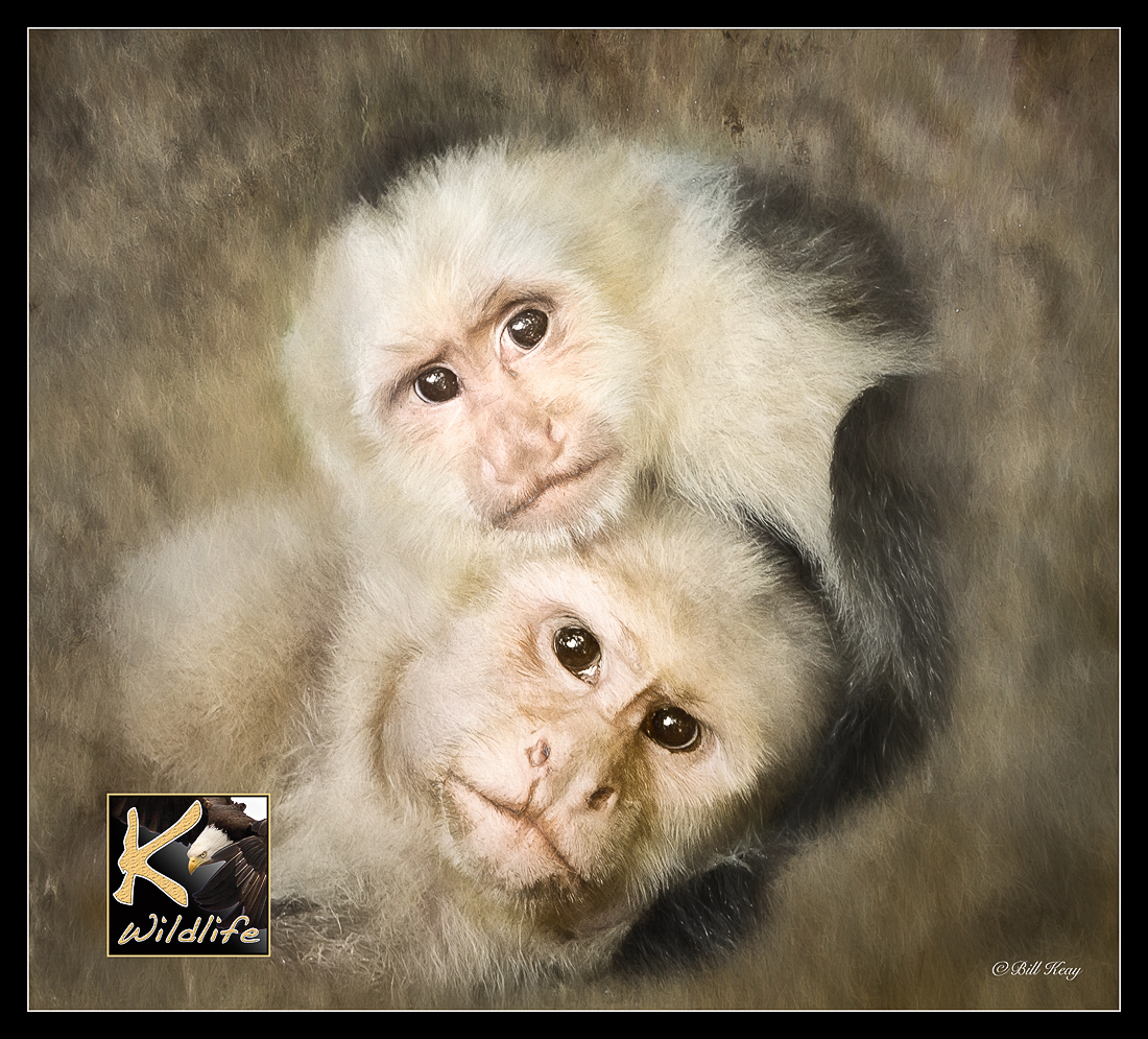White-faced Monkeys art