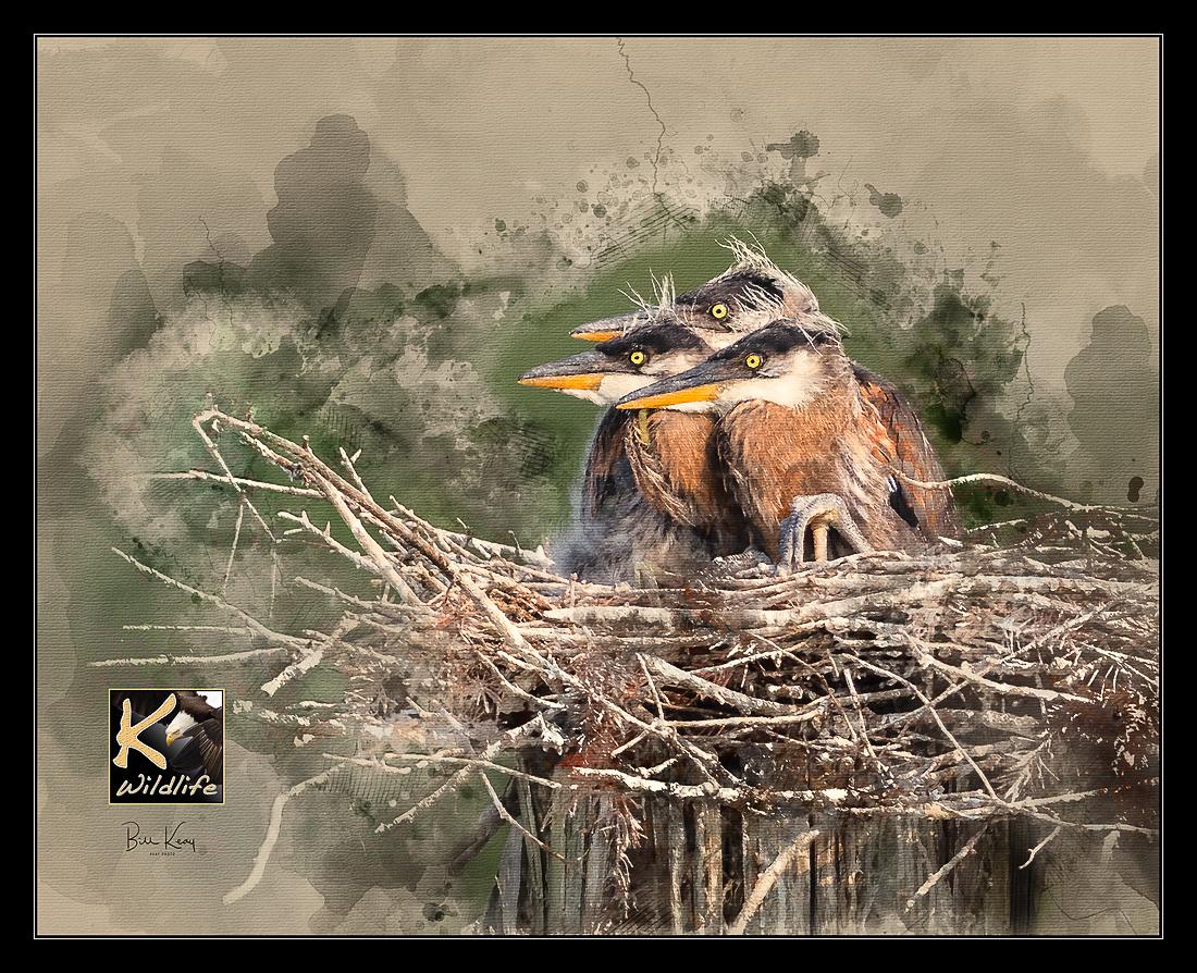 heron nest watercolor ART...