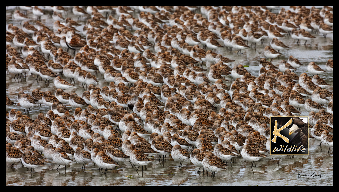 western sandpipers resting