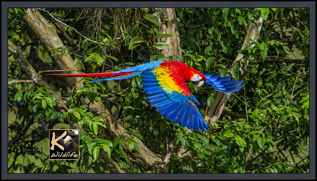scarlet Macaw in flight