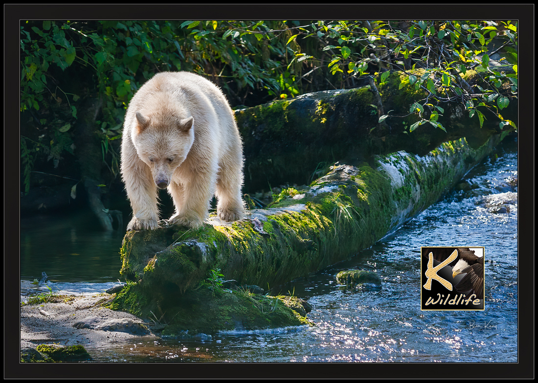 spirit bear wanders 1
