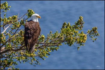  eagle majesty 