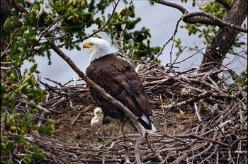  eagle nest 