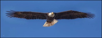  eagle flight 