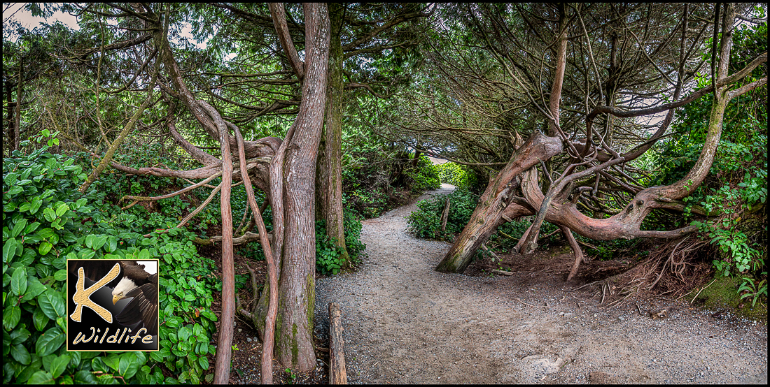 wild pacific trail 10