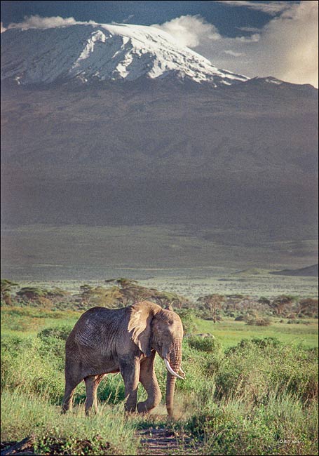 Kilamanjaro elephant 3