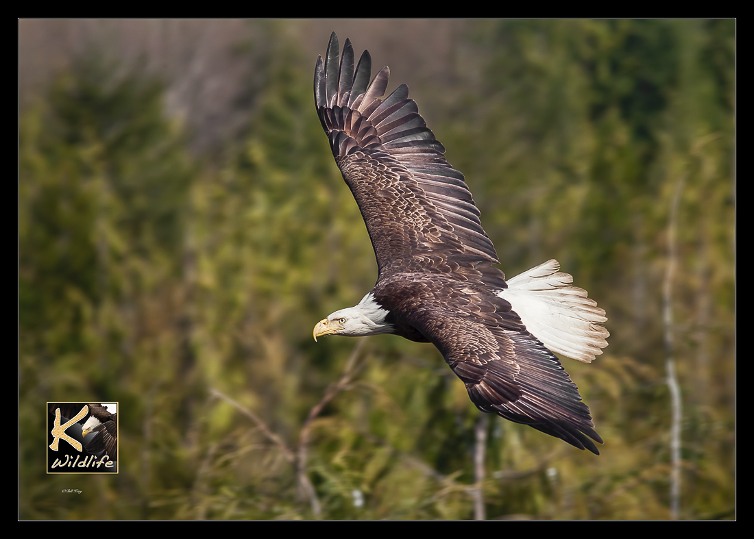 eagle soar in forest