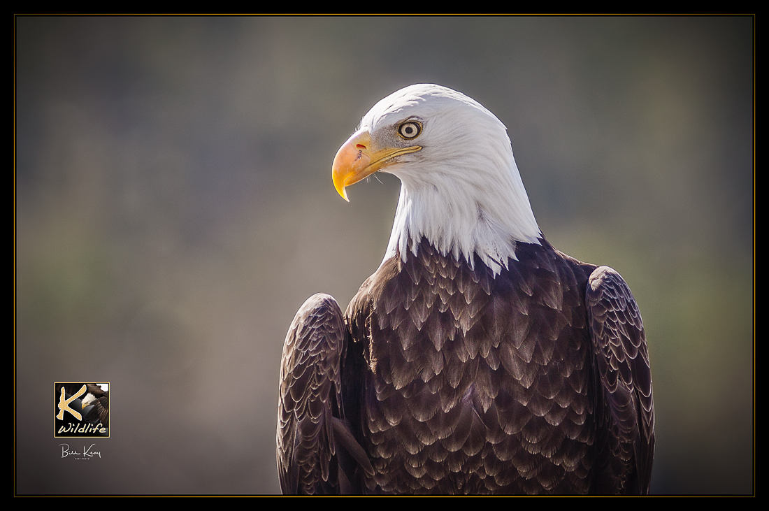 bald eagle portrait