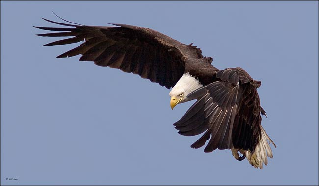 Keay Photo | Bald Eagle photographs