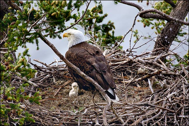 eagle nest 4