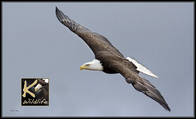 eagle soar 5