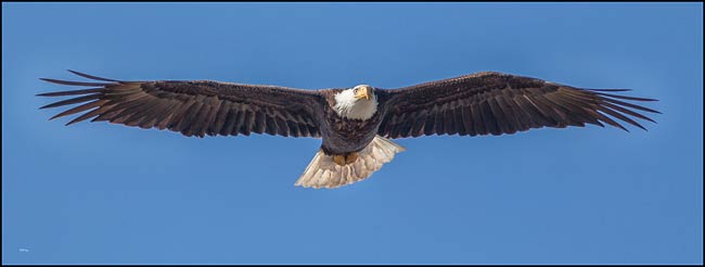 eagle flight 7