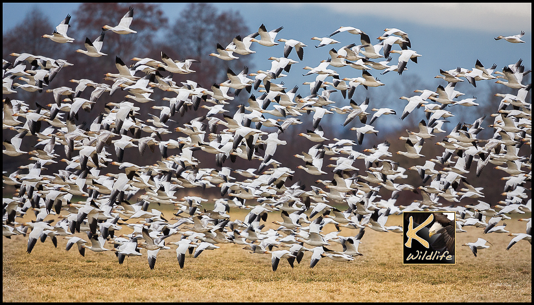 snow geese blast off 41