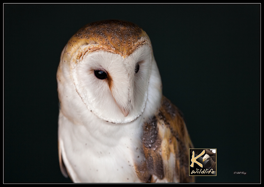 barn owl 52
