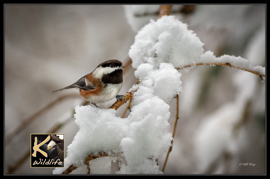chickadee in snow 53