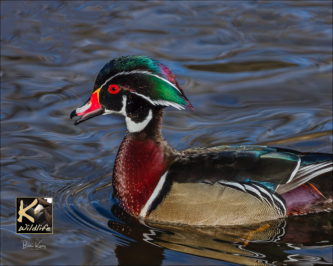 wood duck closeup 4