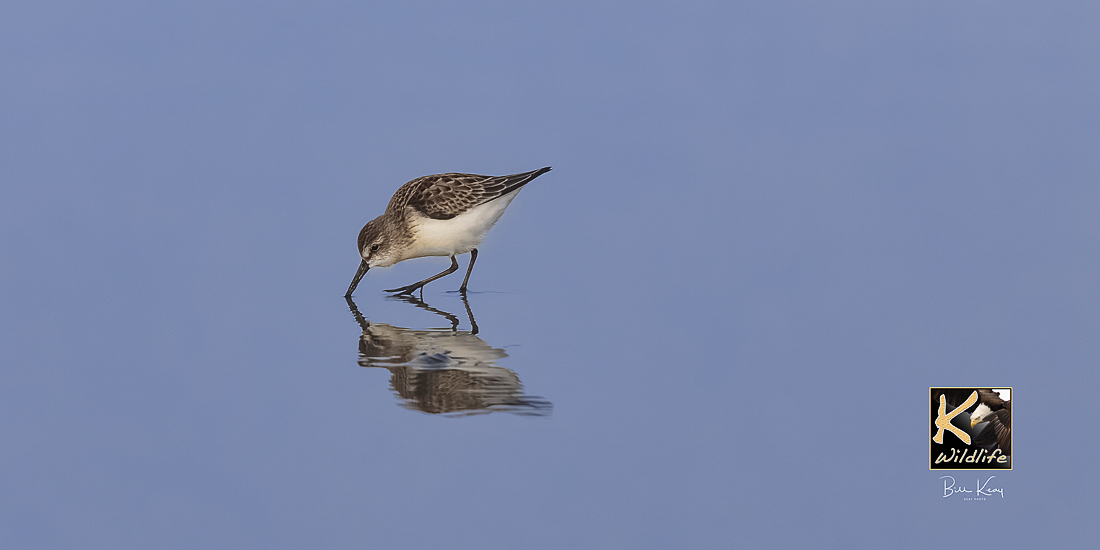 shorebird hunting on beach
