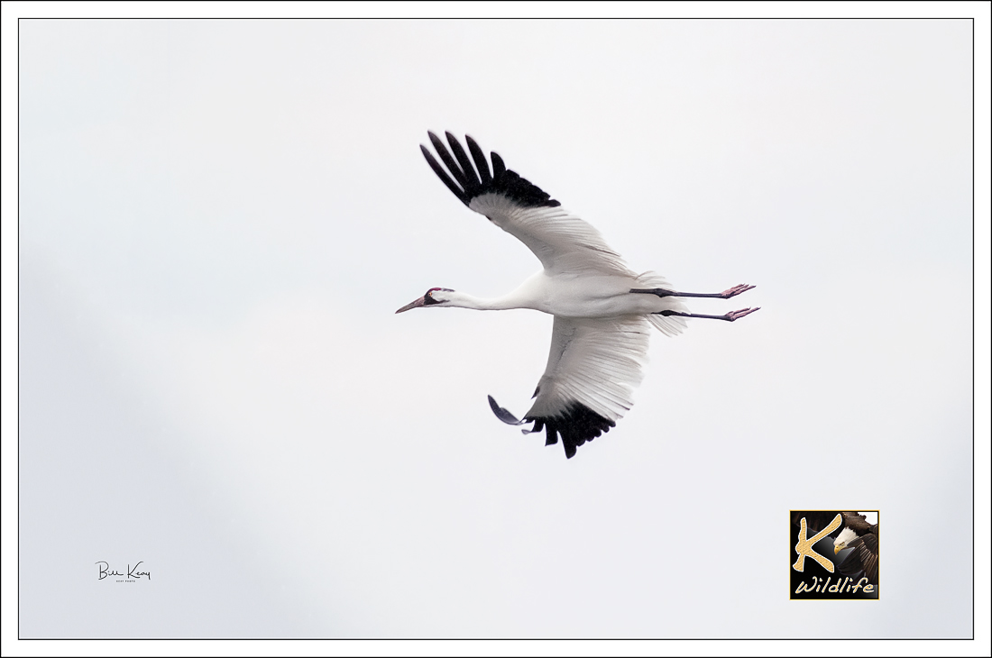 Whooping Crane in flight
