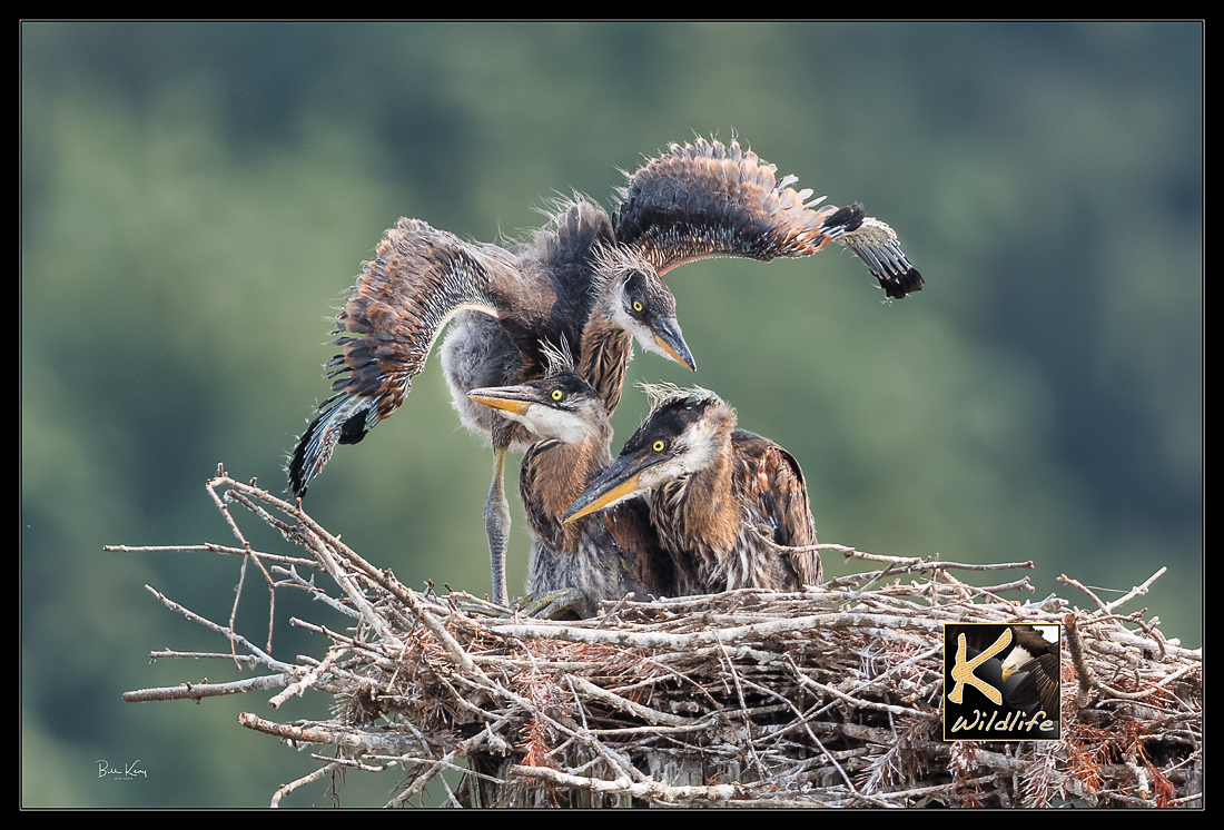 heron chick wing stretch