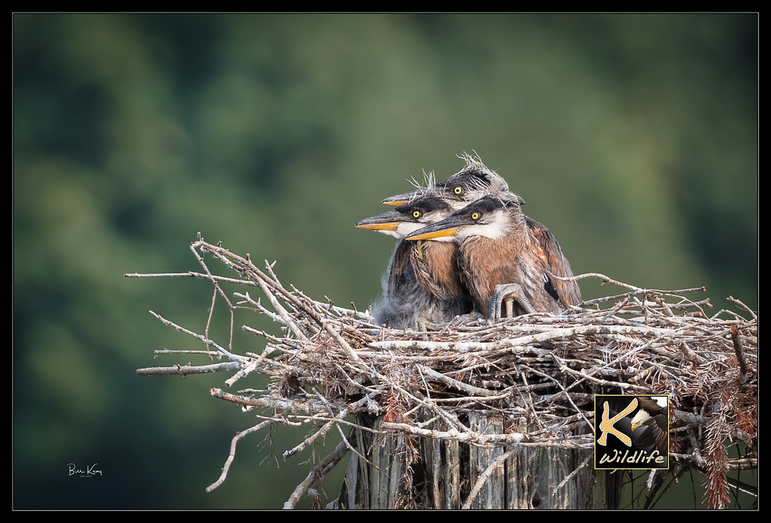heron chicks in nest