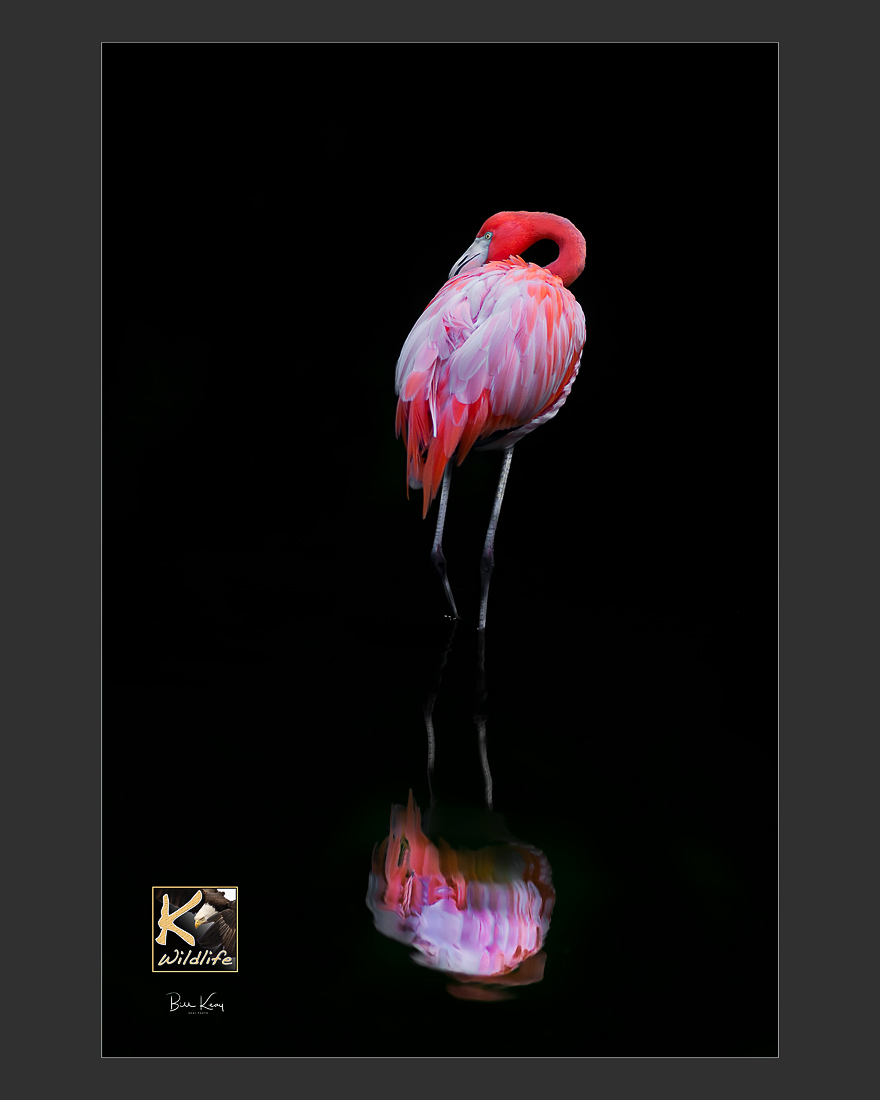 Flamingo 1
