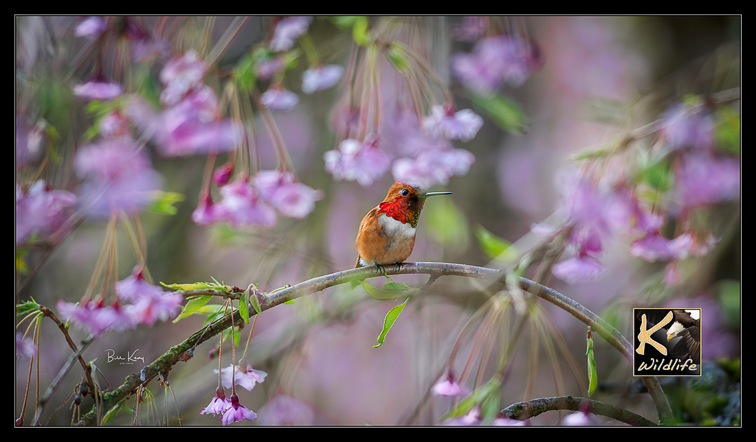 Rufous Hummer springtime