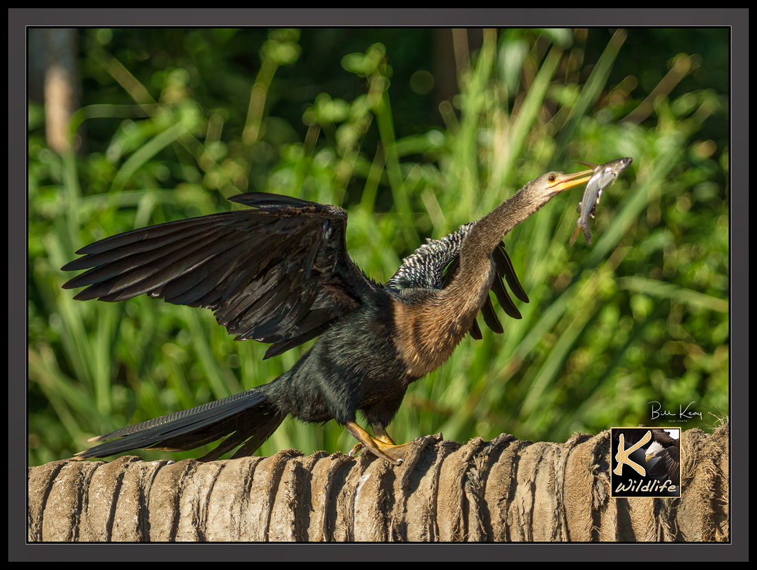 anhinga & fish