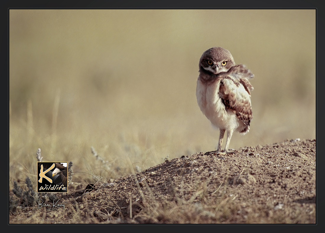 burrowing owl - single