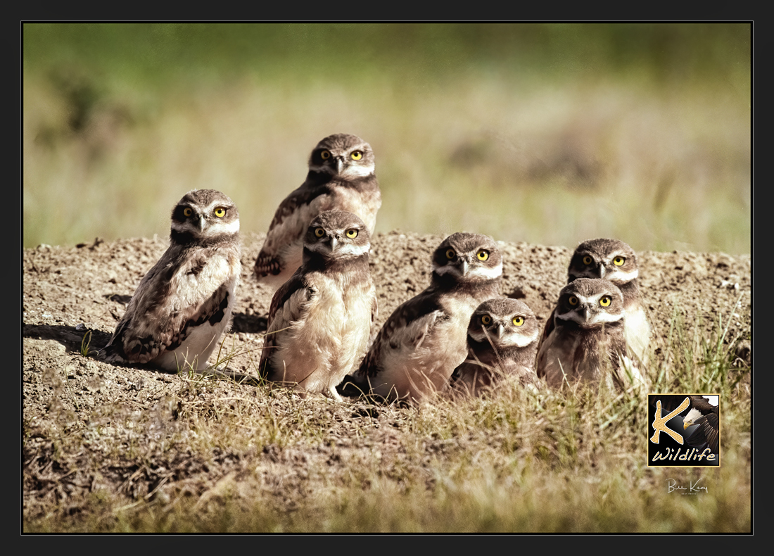 burrowing owl young