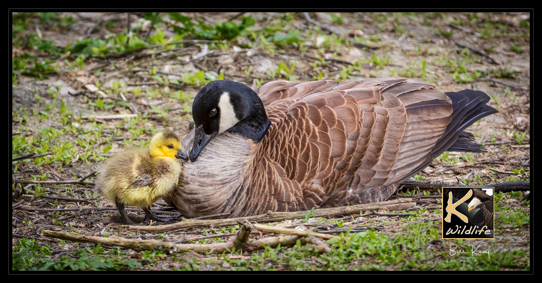 Canada Goose & young