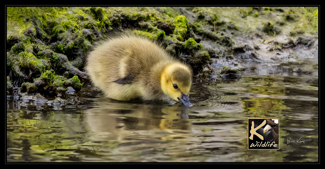 Canada Goose gosling drinking