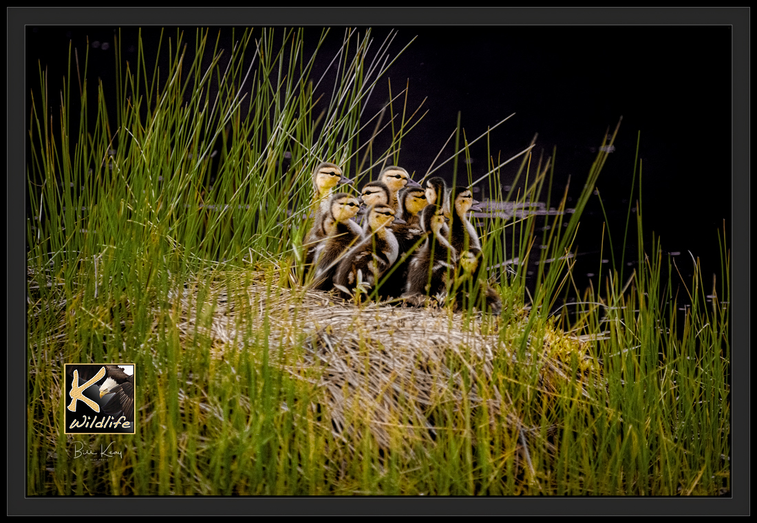 duckling huddle 1