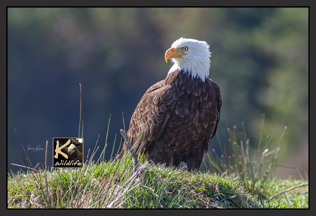 eagle sitting 1