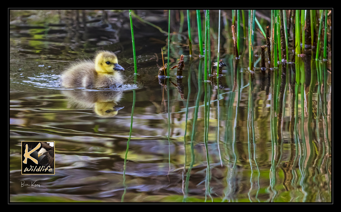 gosling swim