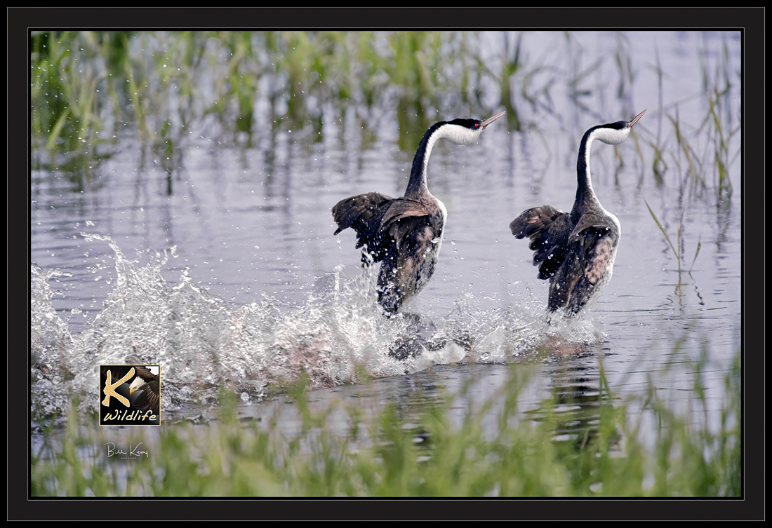 Western Grebe dance 1