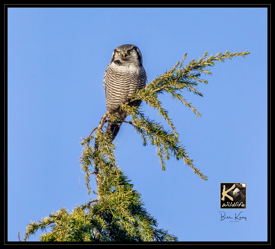 hawk owl in tree 1