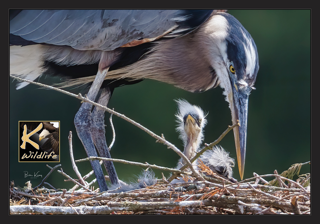 heron baby hairdo