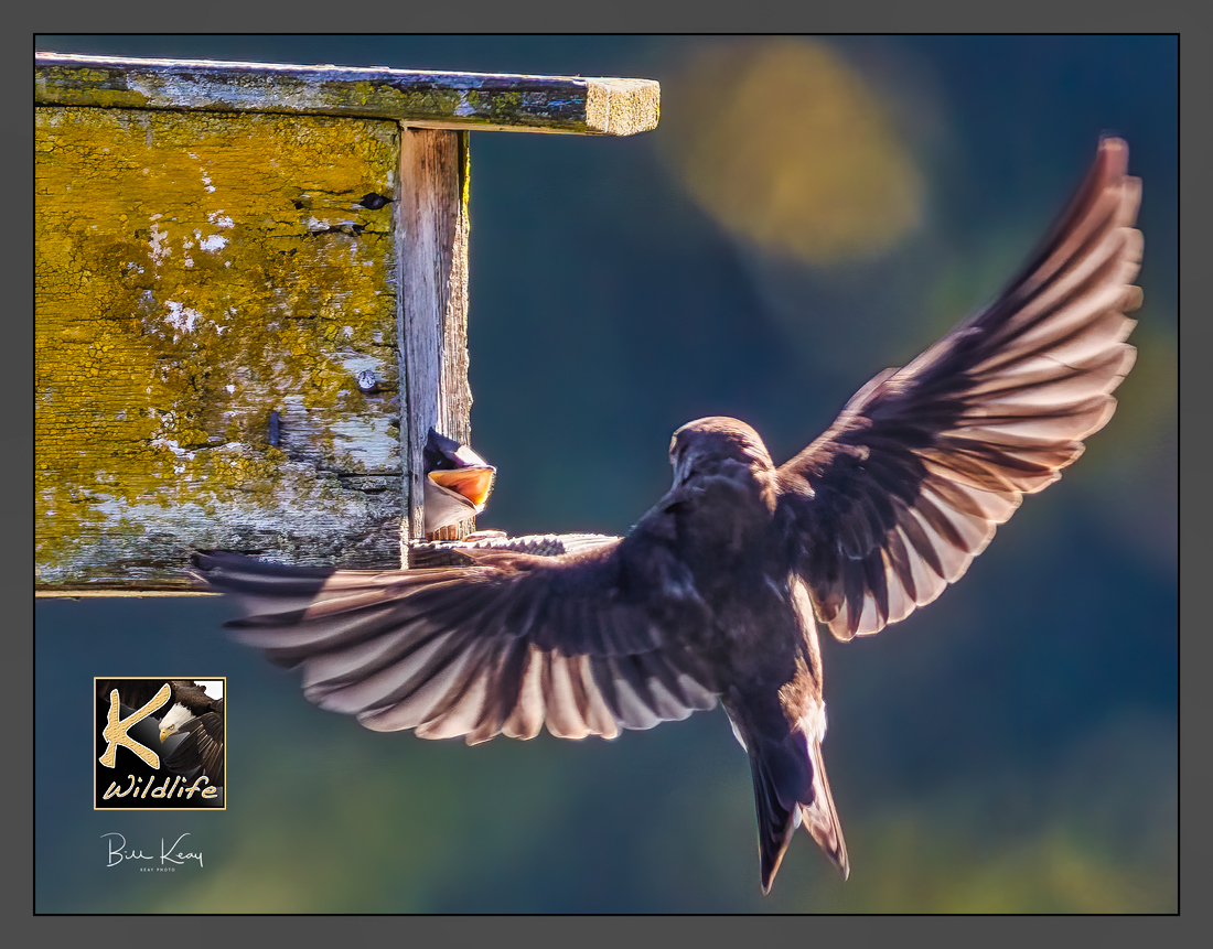 Martin feeding young