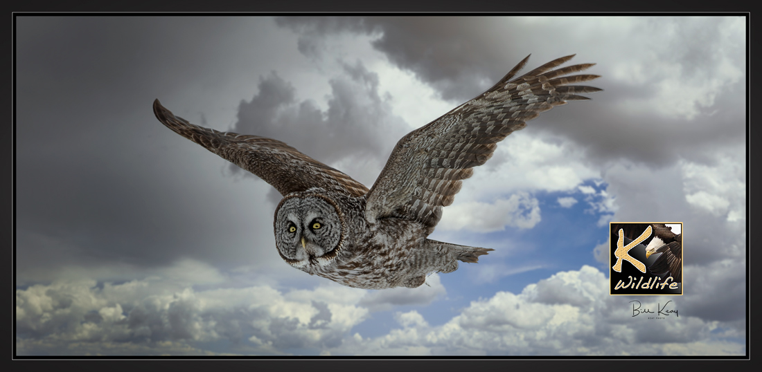 great gray owl flyby...