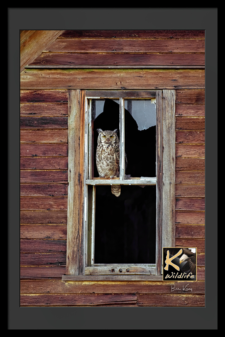 owl stare abandoned farm