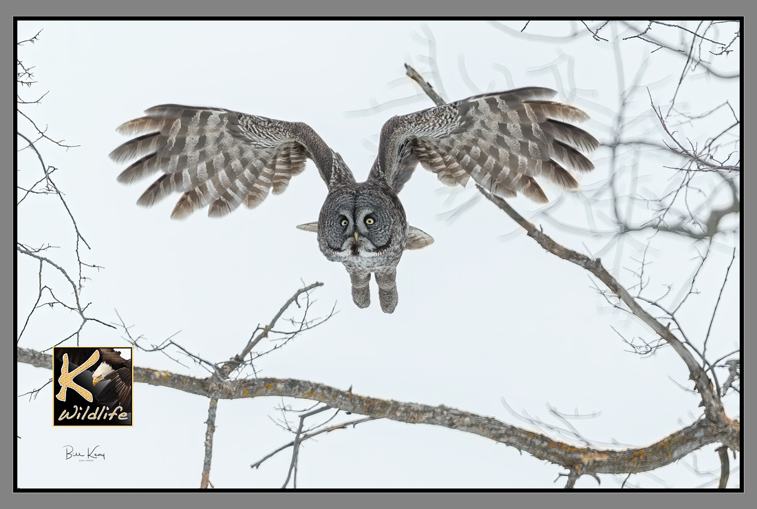 great gray owl wings flutter