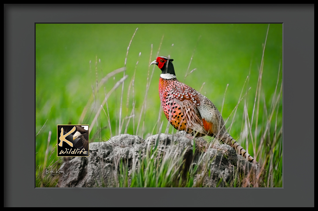 pheasant 1