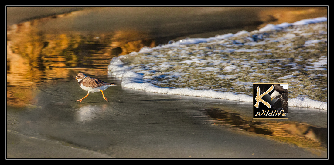 plover running from surf