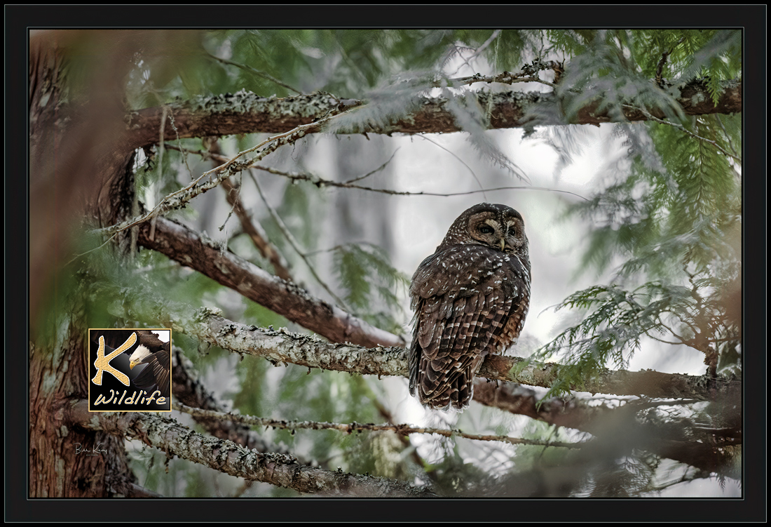 spotted owl 1