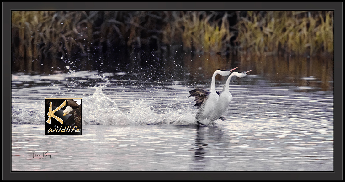 western grebes display