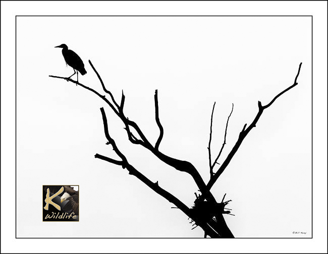 heron silhouette 1
