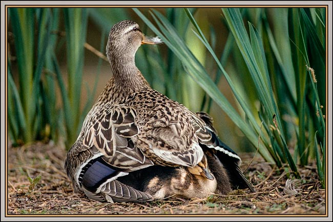 duckling under wing 4