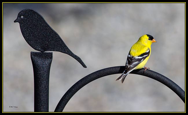 goldfinch perch 6