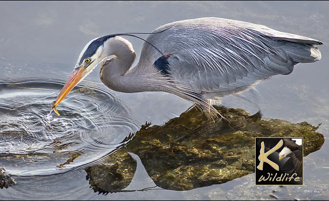 heron fishing 13