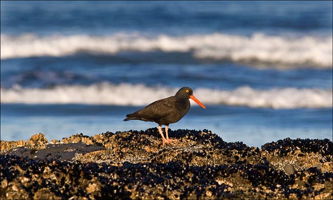 oystercatcher waves 15